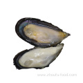 Frozen Shellfish Mussels High Quality